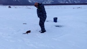 Ондатра нападает на рыбаков! смотреть всем!