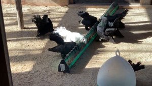 Статные голуби питомник Maier Alexander.