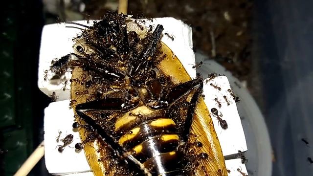 Поедание муравьями ОГРОМНОГО таракана смотреть онлайн