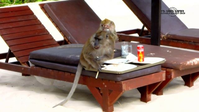 КАК ОТДЫХАЮТ ОБЕЗЬЯНЫ НА КУРОРТАХ ТАИЛАНДА БЕЗ ПРИВИВОК И ТЕСТОВ ПЦР ?  Monkey video