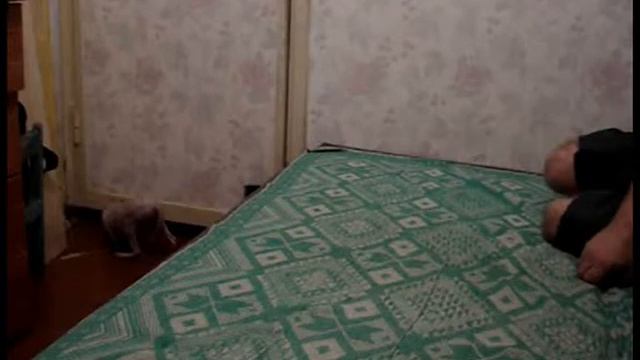 котенок гав смотреть онлайн