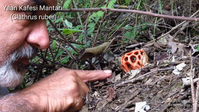 YILAN KAFESİ MANTARI Clathrus Tuber Amanos dağları смотреть онлайн