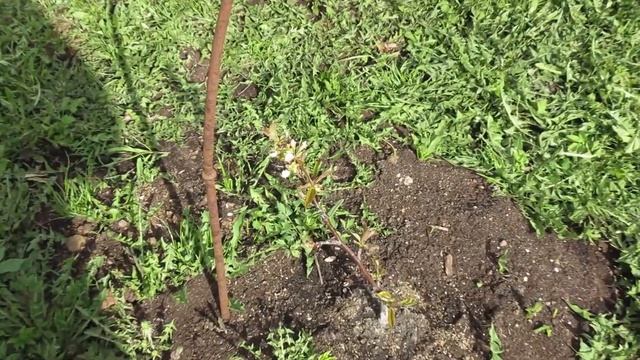 Зацвел абрикос в Подмосковье смотреть онлайн