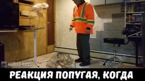 Попугай матерится