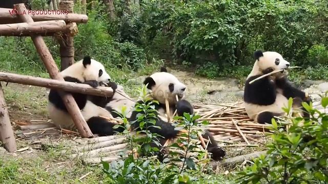Awesome Panda Eating Bamboo смотреть онлайн