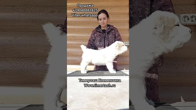 ТИМЕРТАШ КЛЕМЕНТИНА свободна вопросам приобретения щенка +79048881825 viber whatsap www.timertash.r смотреть онлайн