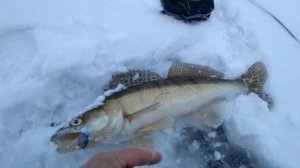 Китайские раттлины, которые ловят|Улов на Истринском в декабре