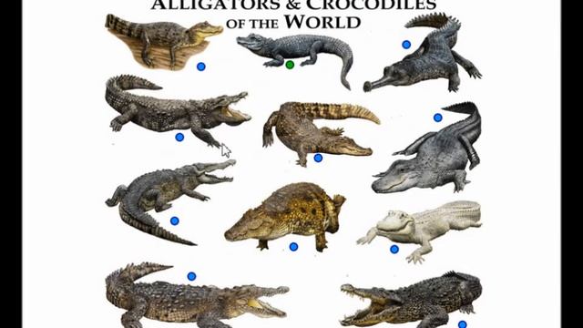 Alligatorlist