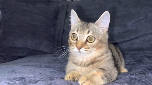 Манчкин Richard Marlow (выставка PCA on-line) смотреть онлайн