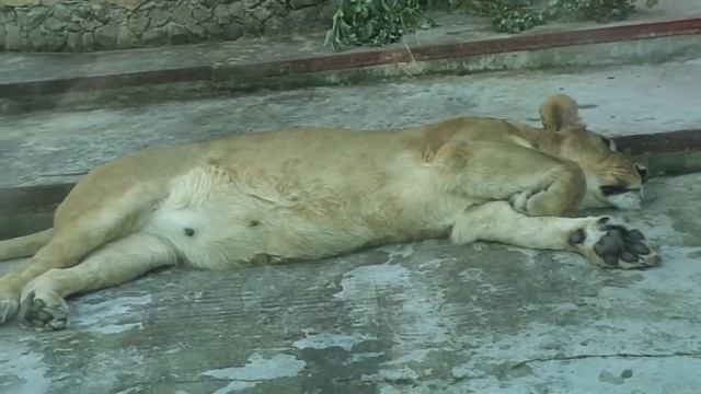 Львица спит смотреть онлайн