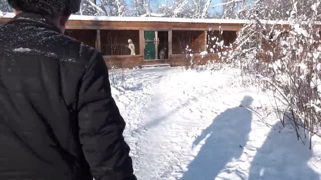 Якутская охотничья лайка. Интервью Юрия Борисова