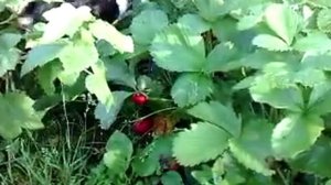 собака ест клубнику