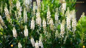 Клетра ольхолистная Сикстен Кендлс. Краткий обзор, описание clethra alnifolia Sixteen Candles