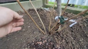 Пересадка метельчатых гортензий из горшка в открытый грунт ?