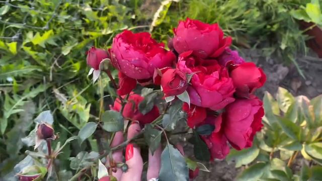 ЦВЕТЕНИЕ РОЗ 2021 12 СЕНТЯБРЯ ?. О БОЛЬНЫХ МОМЕНТАХ ???