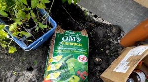 Посадка томатов в траншеи.