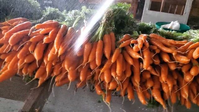 washing napoli carrots смотреть онлайн