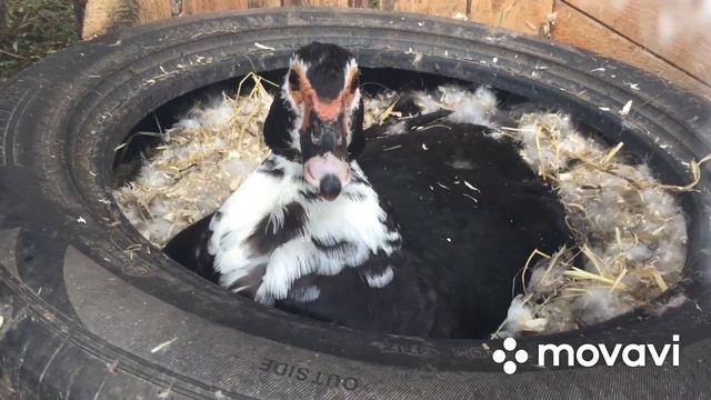 Хозяйство после проливного дождя/ Гуси отказываются идти в загон смотреть онлайн