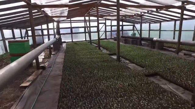 Рассада арбуза смотреть онлайн