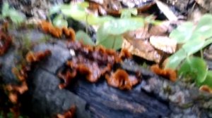 orange shelf fungi in the forest -- what are they?