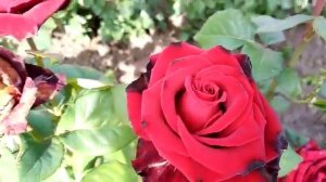 Обзор: Роза большая любовь - Гранд амур  чайно гибридная