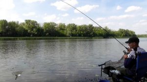 Ловля чехони на фидер . Неблагоприятное утро . Ура! Чехонь пошла !