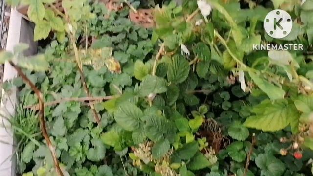 ноябрьские дары малинки, пироги и варенье смотреть онлайн