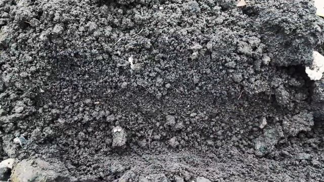 Редиску на семена! Идеальный способ выращивания