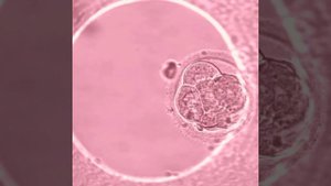 Развитие эмбрионов видео