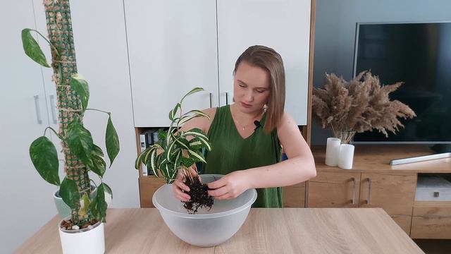 💔Dracena Milky Way | Syngonium Wendlandii | Epipremnum Pinnatum Variegata