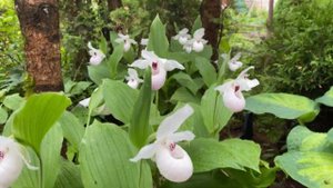 Cypripedium Regina White . Садовый или венерин башмачок Регина Вайт