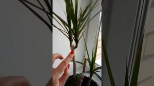 Драцена. Обрезка и размножение. Часть 2.