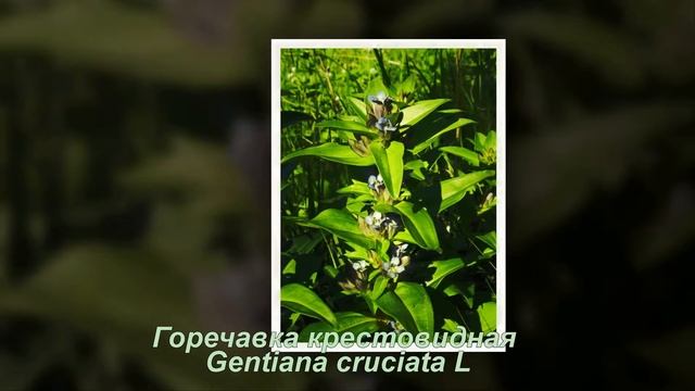 Редкие виды растений участка «Ямская степь» смотреть онлайн