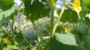 огурец Кибрия f1