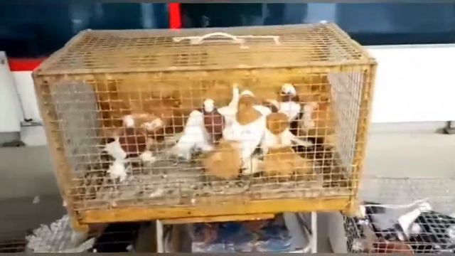 Выставка голубей в Новосибирске