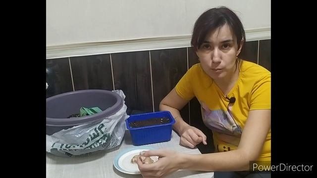 выращивание имбиря на подоконнике