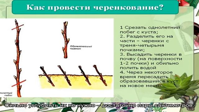 Как размножить липу черенками — легкий и быстрый способ получить много саженцев