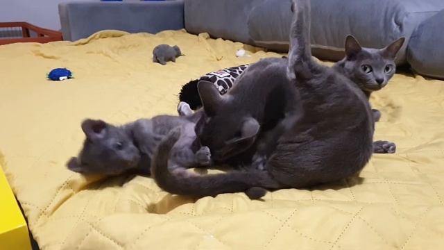 Korat cats смотреть онлайн