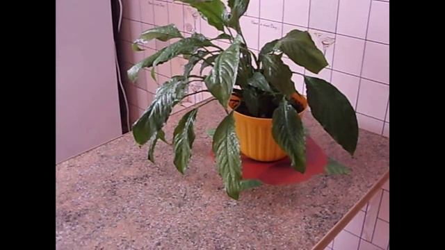 Женское счастье. Спатифиллум. Комнатные растения. смотреть онлайн