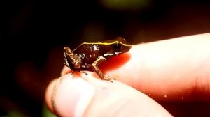 Самые ядовитые лягушки на планете