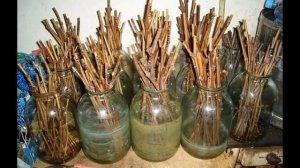 Как сохранить черенок винограда?