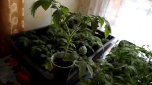 КАК УКРЕПИТЬ КОРНЕВУЮ СИСТЕМУ РАССАДЫ