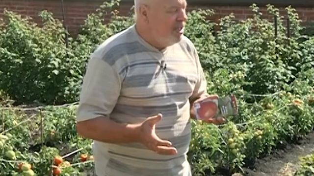 Где томатам лучше: в теплице или открытом грунте? смотреть онлайн