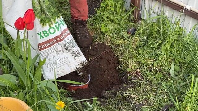 Психанул и посадил массив из гортензий ванилла фрейз смотреть онлайн