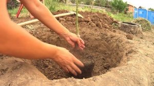 Клен ФЛАМИНГО//Этого ты точно о нем не знаешь//garden from scratch