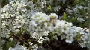 Спирея серая Грефшейм