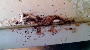 Клопы в Москве где живут