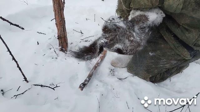 Промысел на соболя движуха пошла. смотреть онлайн