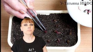 Когда и Как сажать СВЕКЛУ семенами и рассадой, сроки посадки!!!