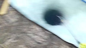 ЛОВЛЯ  УКЛЕЙКИ НА КОНСЕРВУ   В БАРНАУЛЕ. ОБЬ, МАЛЫЙ КОВШ.  ПЕРВАЯ ЗИМНЯЯ  РЫБАЛКА В НОВОМ  ГОДУ.